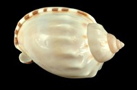 藏品(斑點小鬘螺)的圖片